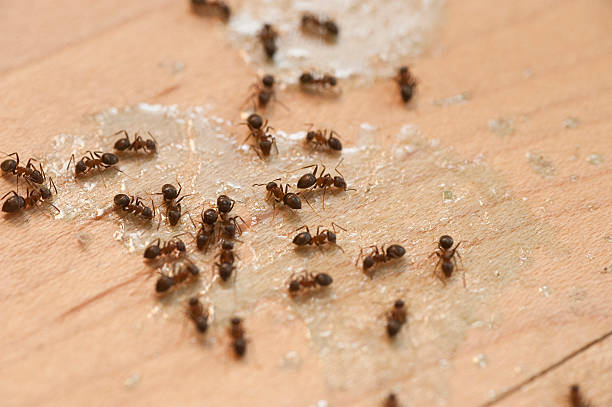 Best Termite Control Services  in Calhoun Falls, SC